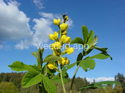 golden pea, mountain
